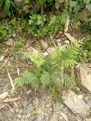 Pteris longipes