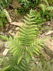 Pteris longipes