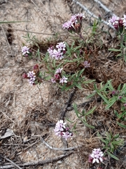Stevia satureiifolia