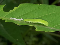 Appias libythea olferna