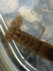 Procambarus paeninsulanus