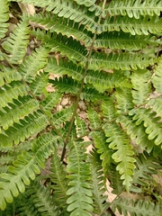 Pteris longipes