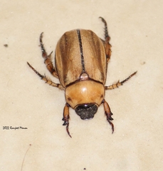 Scarabaeidae