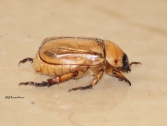 Scarabaeidae