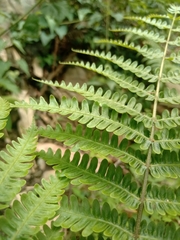 Pteris longipes