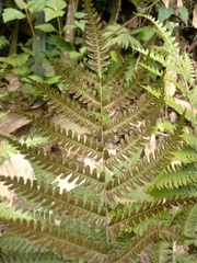 Pteris longipes