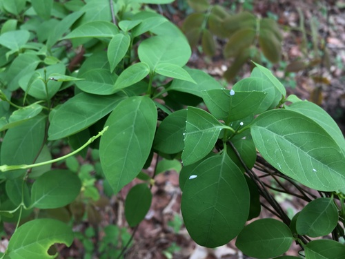 Urceola polymorpha, 2022-04-03
