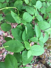 Urceola polymorpha