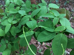 Urceola polymorpha