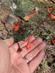Delphinium nudicaule