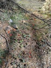 Delphinium nudicaule