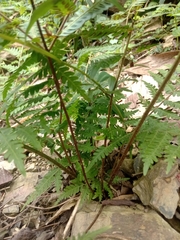 Pteris longipes