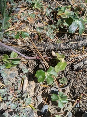 Delphinium nudicaule