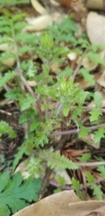 Pedicularis dudleyi