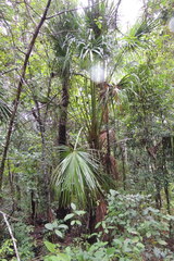 Livistona decora