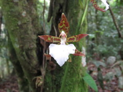 Rhynchostele bictoniensis