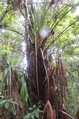 Livistona decora