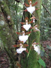 Rhynchostele bictoniensis