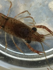 Procambarus paeninsulanus