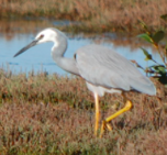 Egretta novaehollandiae