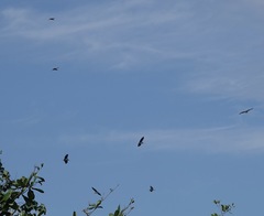 Leptoptilos javanicus