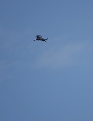 Leptoptilos javanicus