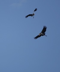 Leptoptilos javanicus