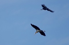 Leptoptilos javanicus