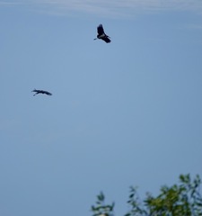 Leptoptilos javanicus