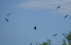 Leptoptilos javanicus