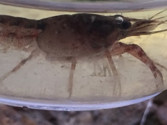 Procambarus paeninsulanus