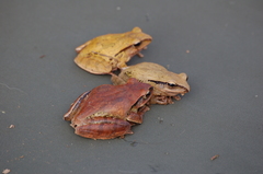 Pseudophilautus nasutus