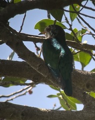 Chrysococcyx maculatus