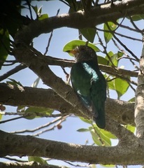 Chrysococcyx maculatus