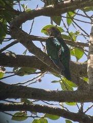 Chrysococcyx maculatus