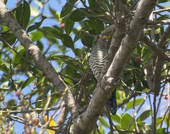Chrysococcyx maculatus