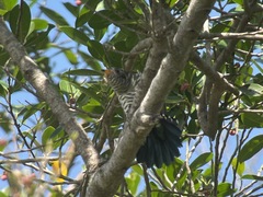 Chrysococcyx maculatus