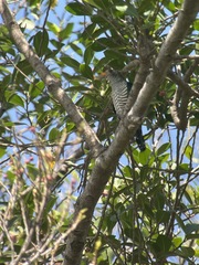 Chrysococcyx maculatus