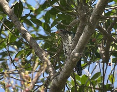 Chrysococcyx maculatus