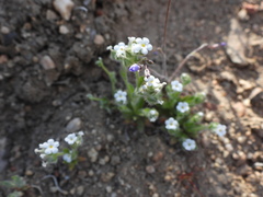 Plagiobothrys tenellus