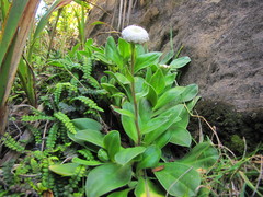 Craspedia uniflora maritima