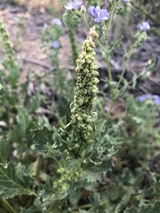 Blitum californicum