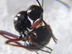 Polyrhachis rastellata