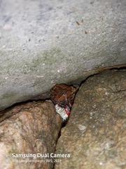 Microhyla mymensinghensis