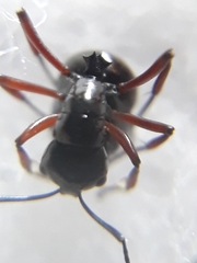 Polyrhachis rastellata