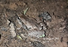 Microhyla nilphamariensis