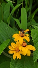 Kingianthus paniculatus