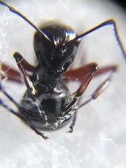 Polyrhachis rastellata