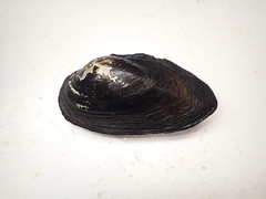 Beringiana fukuharai