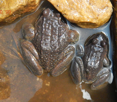 Nanorana ercepeae